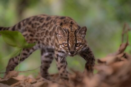 New tiger cat species identified in Bolivia, first in over a century