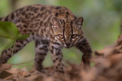 New species of wild cat discovered for first time in more than a century