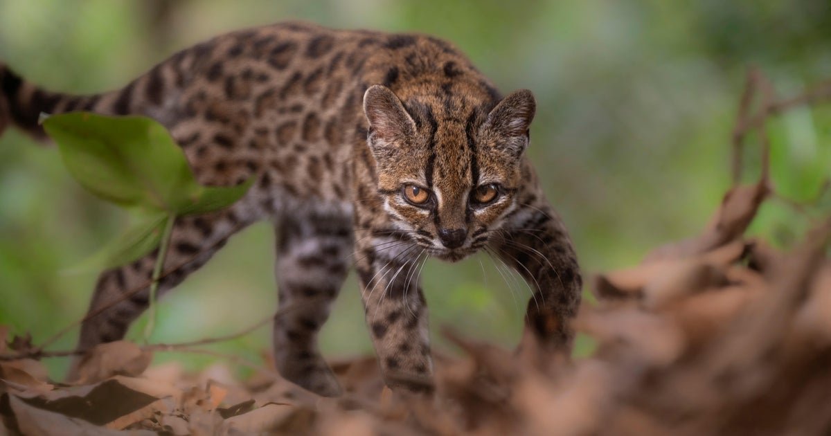 New species of wild cat discovered for first time in more than a century