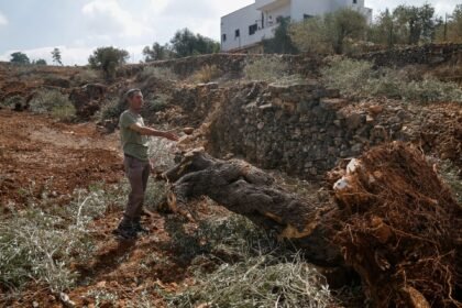 ‘They uprooted it all’: Israel bulldozes Palestinian-owned olive groves
