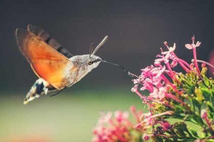 Have you seen the hummingbird hawk moth?