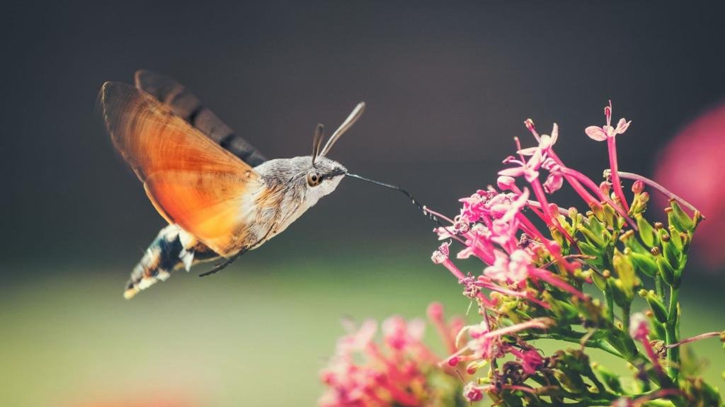 Have you seen the hummingbird hawk moth?