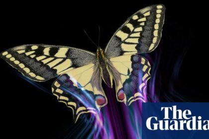 All of a flutter: how butterflies avoid being a predator’s lunch