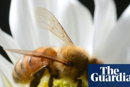 More than 800,000 bees stolen across far north Queensland in ‘sophisticated’ operation