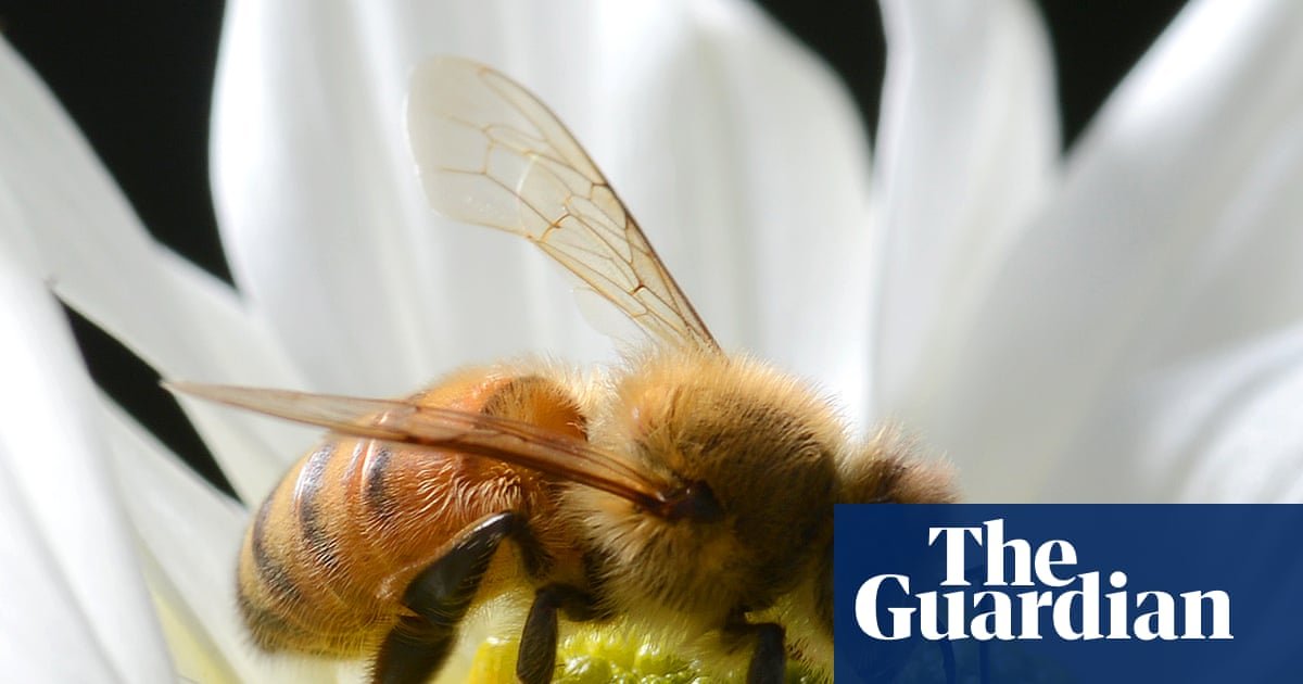 More than 800,000 bees stolen across far north Queensland in ‘sophisticated’ operation