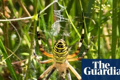 Wasp spider seen in north of England latest ‘climate refugee’ amid global heating