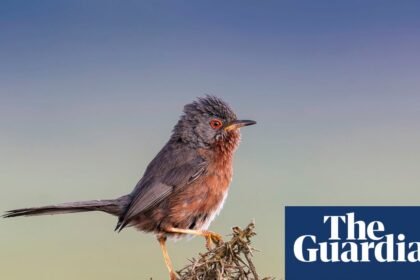 Weatherwatch: wildfires driven by global heating destroy UK bird habitats