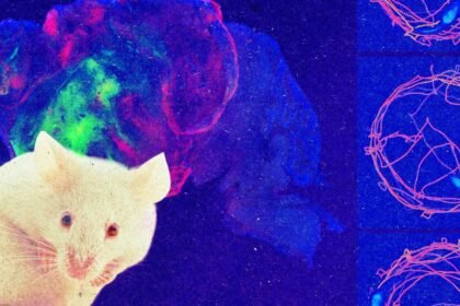 Meet a mouse whose brain cortex is made up of human cells