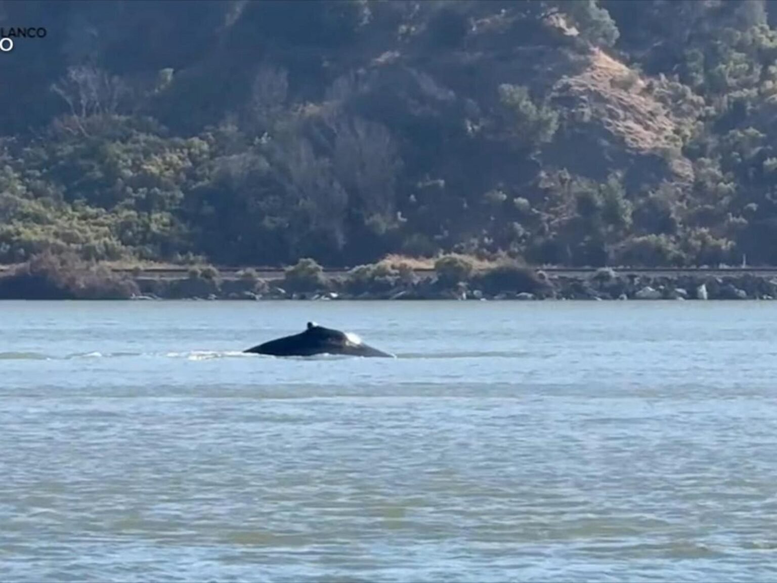 WATCH:  Wayward whale sparks excitement in Northern California