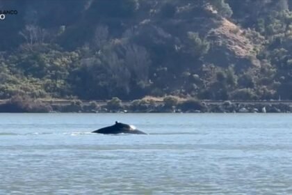 WATCH:  Wayward whale sparks excitement in Northern California