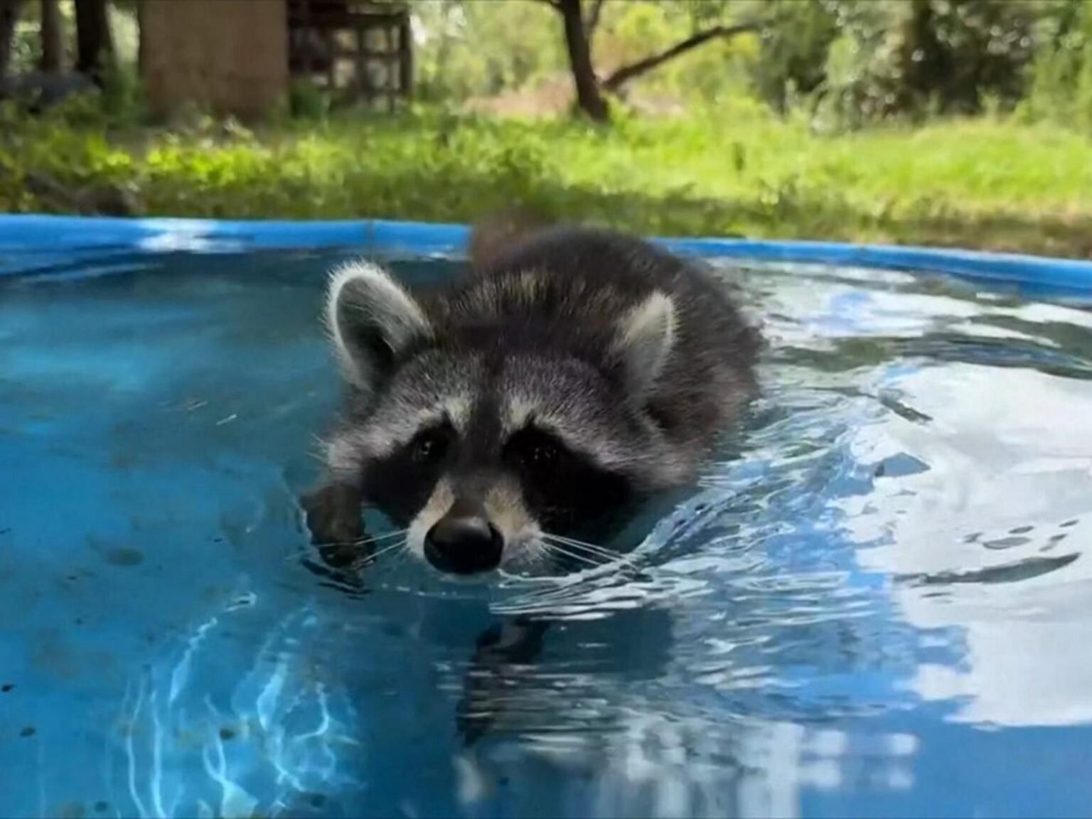 WATCH:  Woman launches 'boot camp' for rescued raccoons