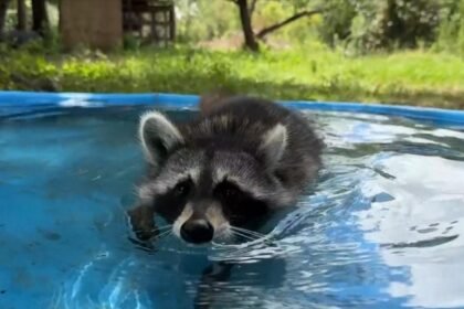 WATCH:  Woman launches 'boot camp' for rescued raccoons