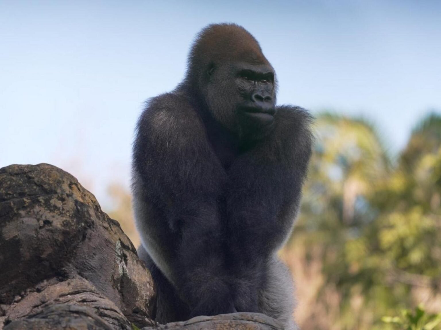 WATCH:  New silverback takes the lead at Disney’s Animal Kingdom