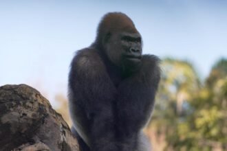 WATCH:  New silverback takes the lead at Disney’s Animal Kingdom
