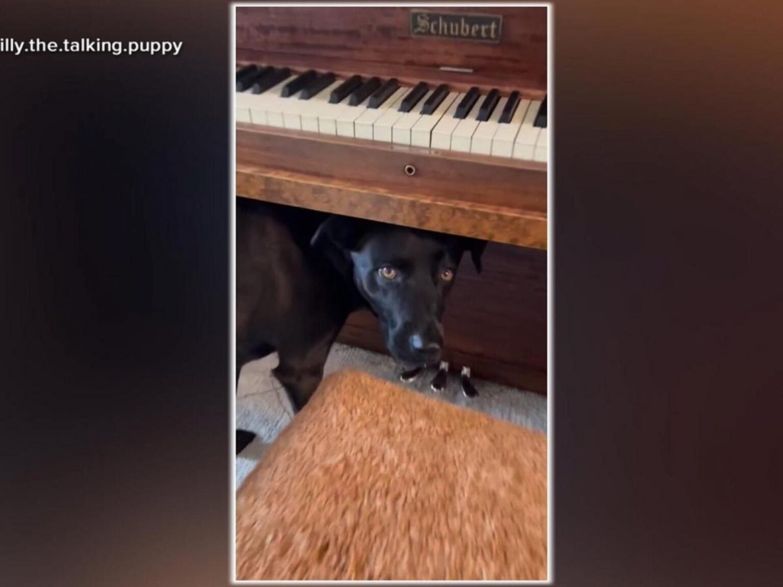 WATCH:  This dog really loves live classical music