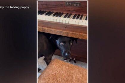 WATCH:  This dog really loves live classical music