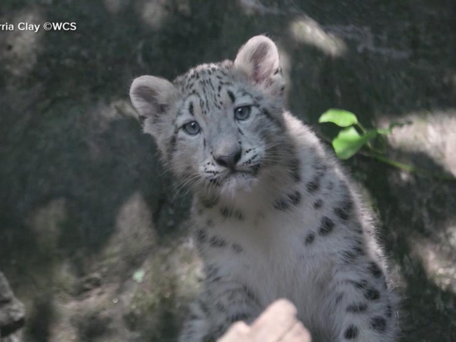 WATCH:  Snow leopard baby reveal