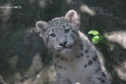WATCH:  Snow leopard baby reveal