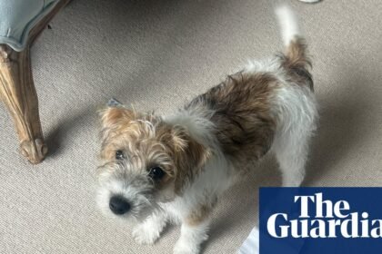 The pet I’ll never forget: Dennis the terrier – who once farted on Jilly Cooper’s sofa
