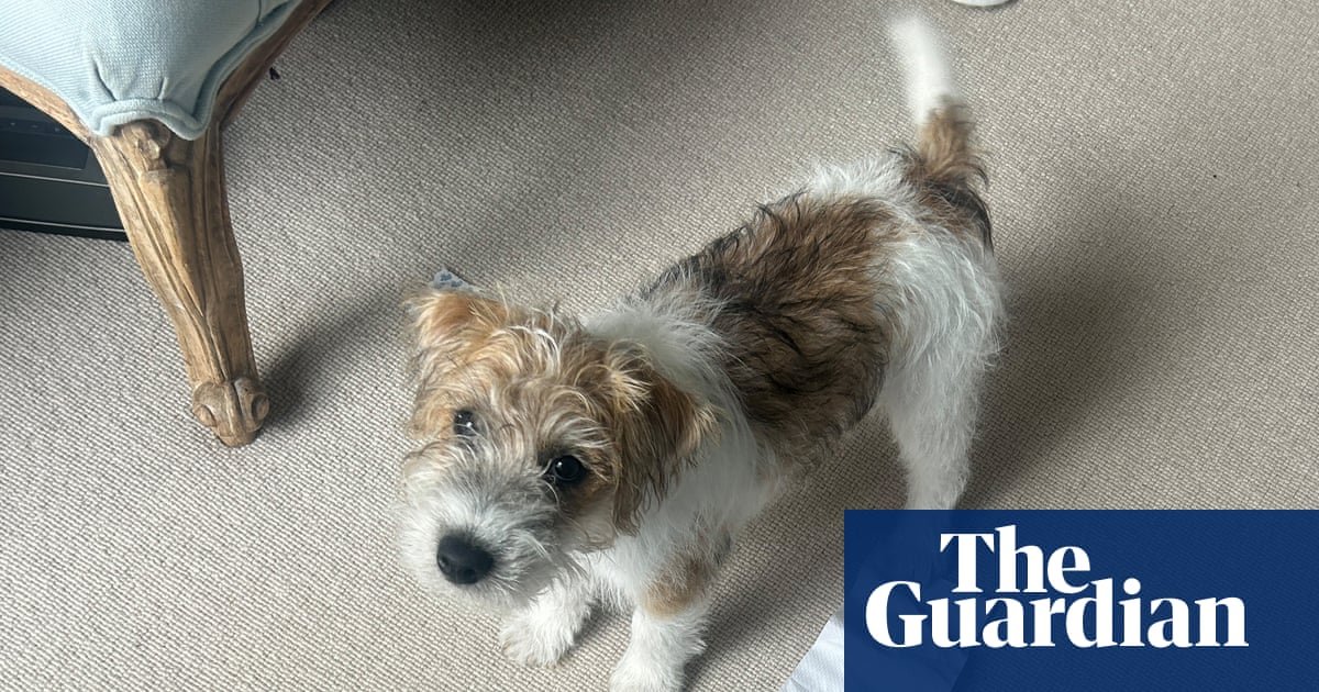 The pet I’ll never forget: Dennis the terrier – who once farted on Jilly Cooper’s sofa