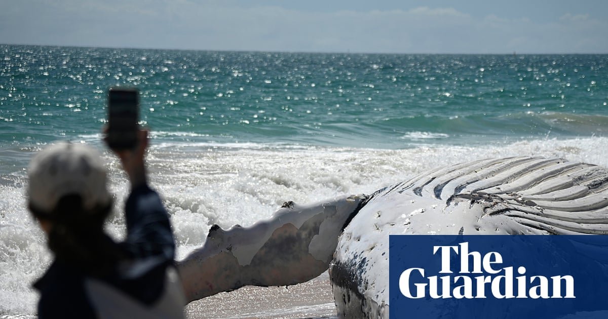 After a dead whale washed up at a Perth beach, some took selfies. Others held their nose from the stench