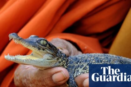 Saving the Siamese crocodile: Cambodia moves to protect one of the world’s last wild populations