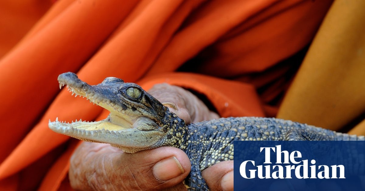 Saving the Siamese crocodile: Cambodia moves to protect one of the world’s last wild populations