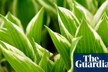 After a fiery summer, I’m choosing resilient crops to future-proof my garden