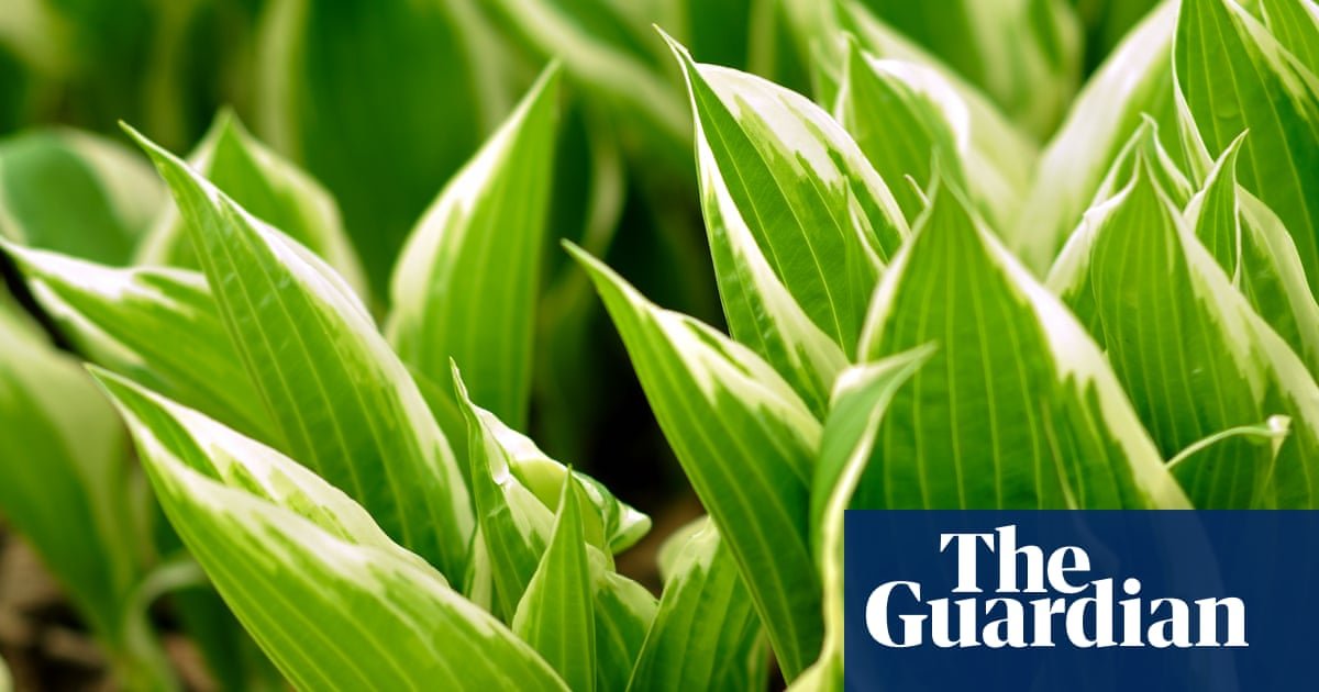 After a fiery summer, I’m choosing resilient crops to future-proof my garden