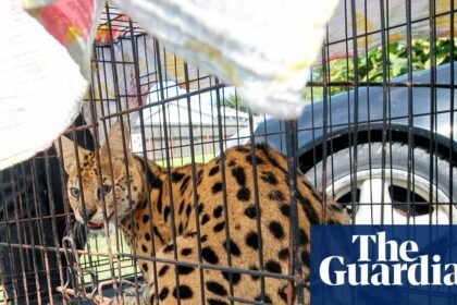 Louisiana firefighters find feline native to sub-Saharan Africa while responding to house fire