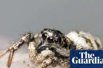 Spider season! Ten species you’ll see scuttling across Britain’s carpets and lawns this autumn