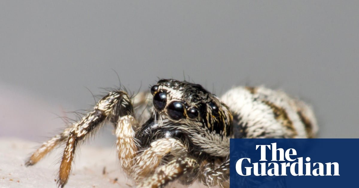 Spider season! Ten species you’ll see scuttling across Britain’s carpets and lawns this autumn