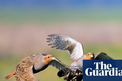 Country diary: The biggest burst of partridges I’ve seen on the farm. We must be doing something right | Colin Chappell