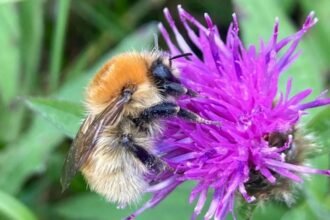 Bumblebee project seeking to help rare species