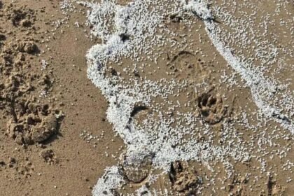 Only 28% of nurdles 'recovered', researchers say