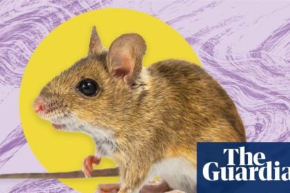 The pest I’ll never forget: I awoke to the sound of my bedroom bin rustling