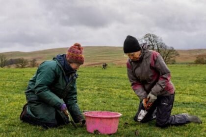 Hundreds of wildflowers to be planted at meadow