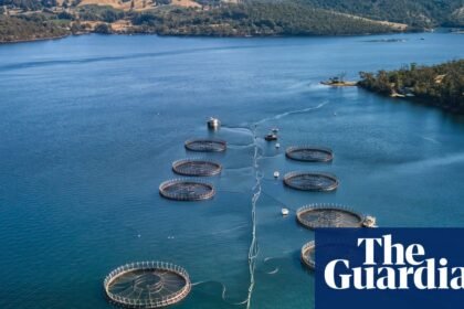 More than 150,000 underwater explosives used to deter seals at Tasmanian salmon farms since 2016