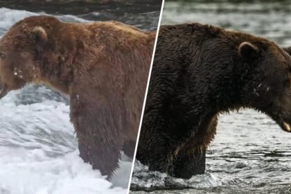 Fat Bear Week is here: Meet Backpack, Bucky and other chunky contenders
