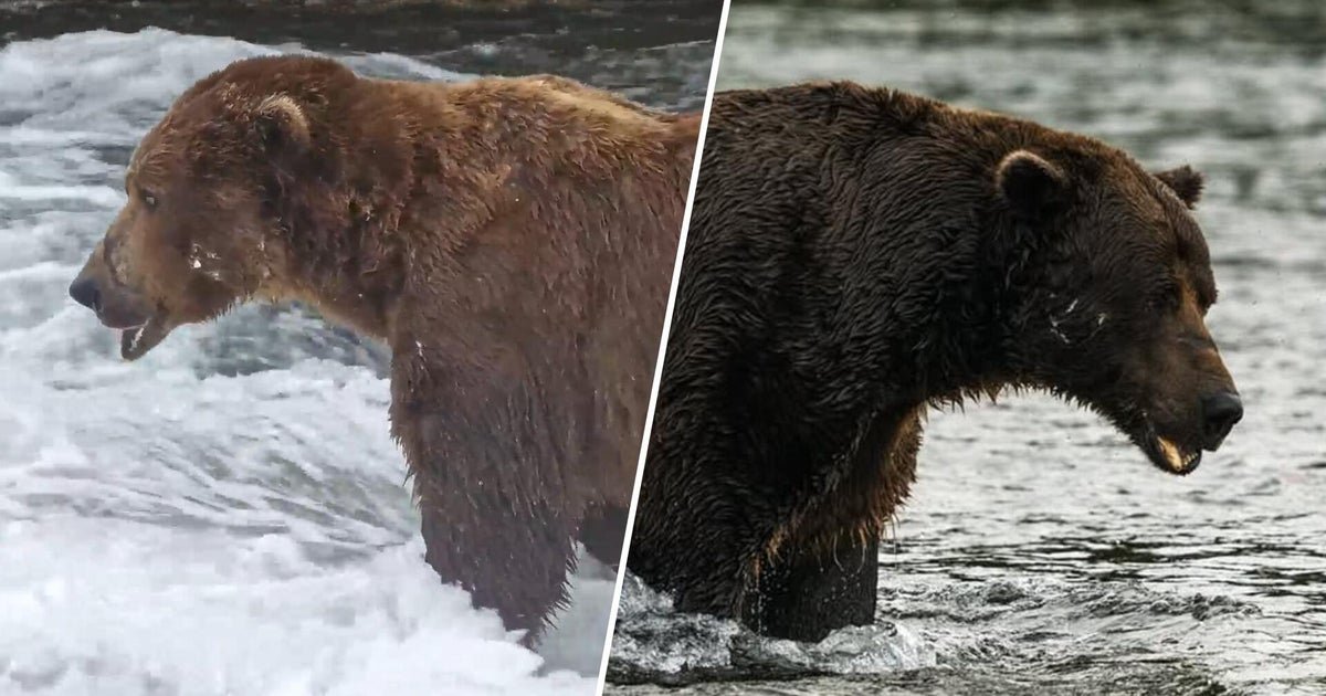 Fat Bear Week is here: Meet Backpack, Bucky and other chunky contenders