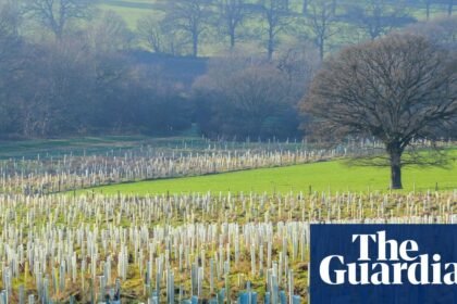 Half a million trees to be planted in England in three years, says government