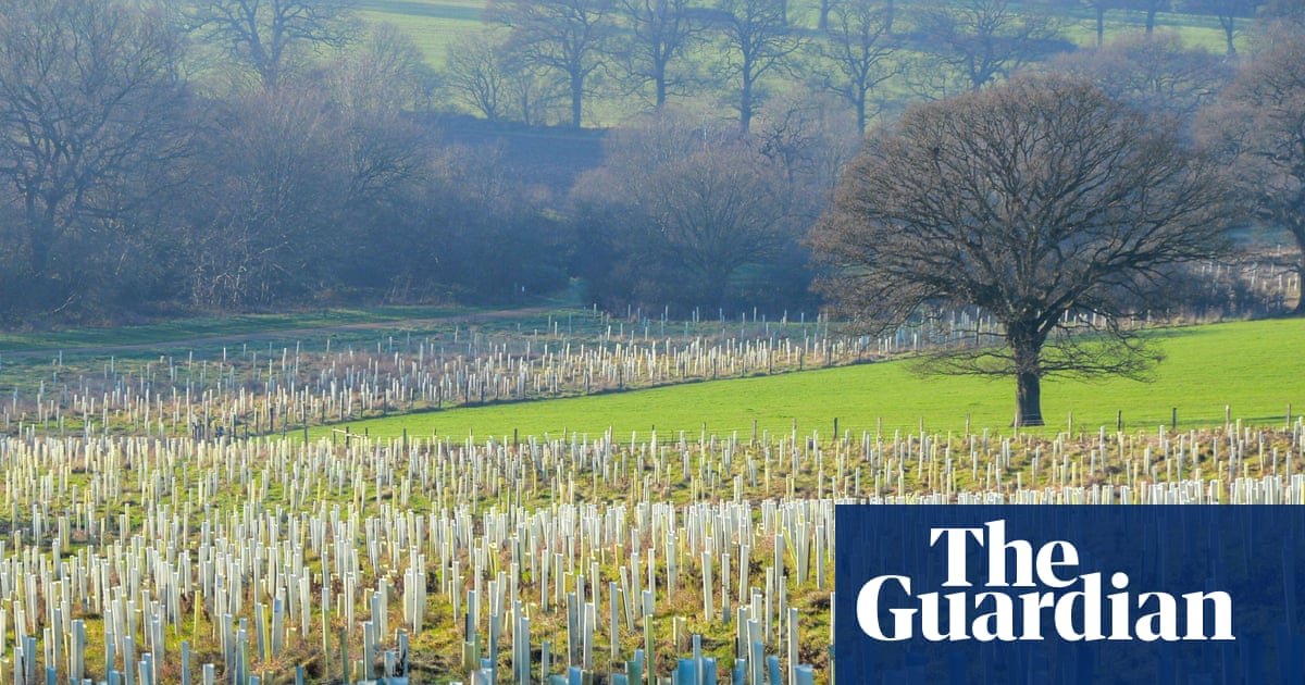 Half a million trees to be planted in England in three years, says government