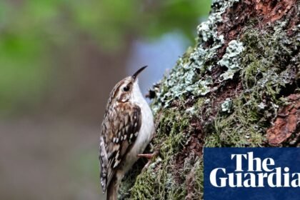 Country diary: I’m virtually living in the woods now. Wildlife is everywhere | Kate Bradbury