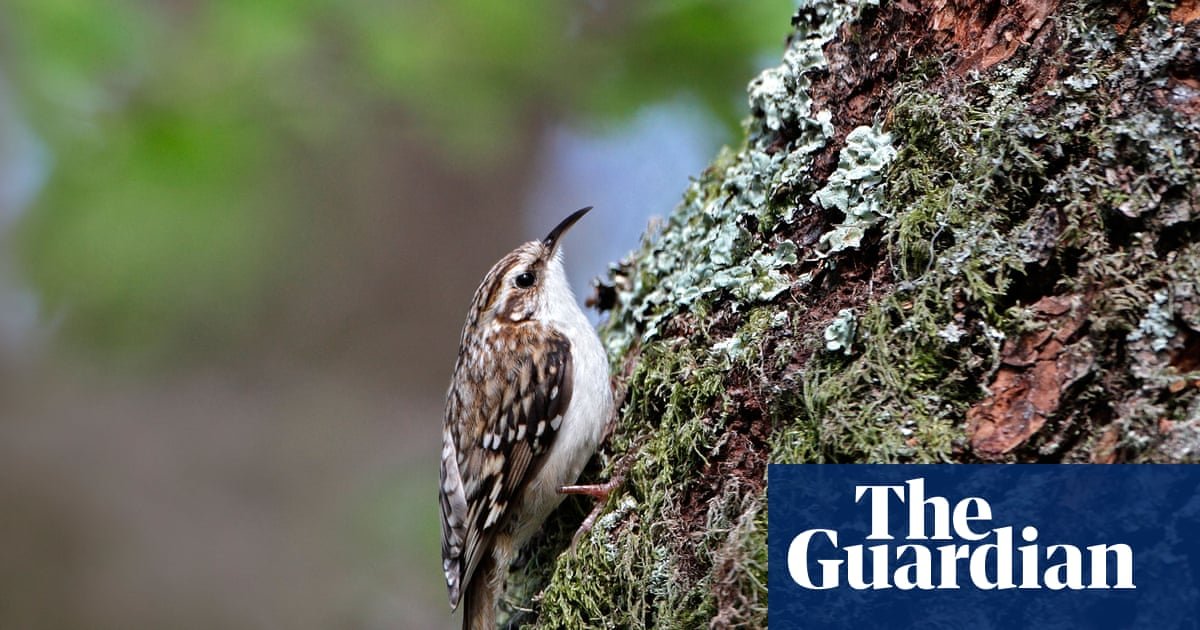 Country diary: I’m virtually living in the woods now. Wildlife is everywhere | Kate Bradbury
