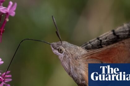 A bumper year for bugs: as the world warms up, insects are moving northwards