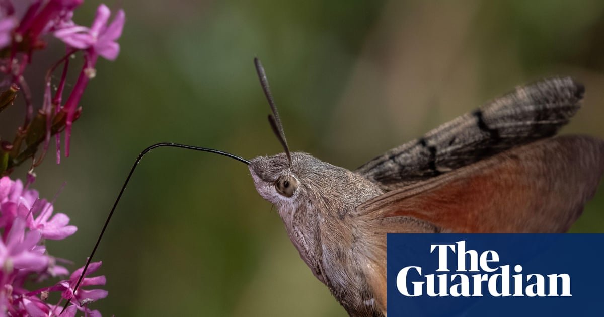 A bumper year for bugs: as the world warms up, insects are moving northwards