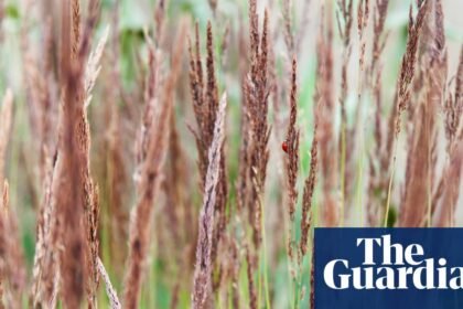 Legends of the fall: why autumn is the perfect time to plant grasses in your garden