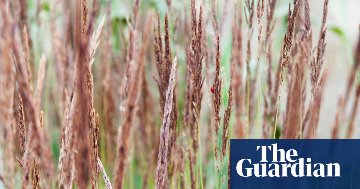 Legends of the fall: why autumn is the perfect time to plant grasses in your garden