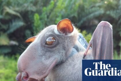 Bats originated in Europe, rewriting mammals’ family tree, study reveals