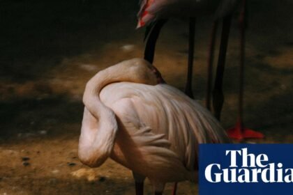 Flamingos, family and fear of nuclear disaster: award-winning photos at C/O Berlin – in pictures
